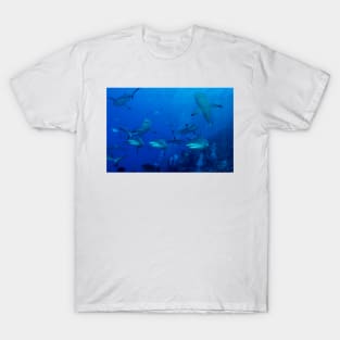 Grey Reef Sharks Great Barrier Reef Australia T-Shirt